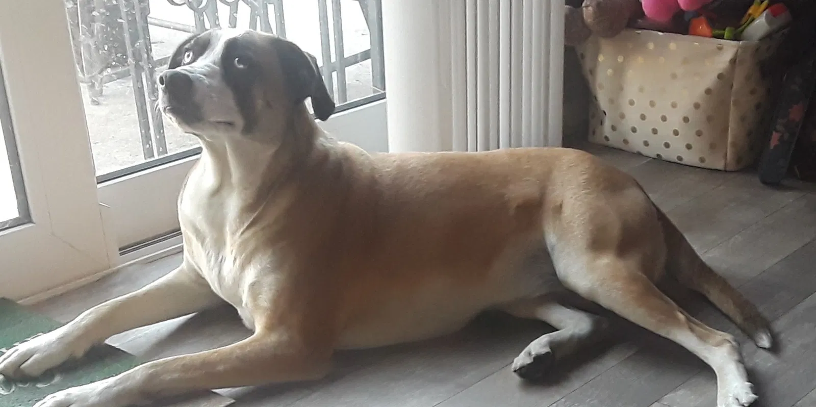 Lost dog in Brandon, FL, 33511