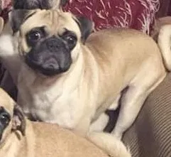 Lost dog in Laredo, TX, 78046