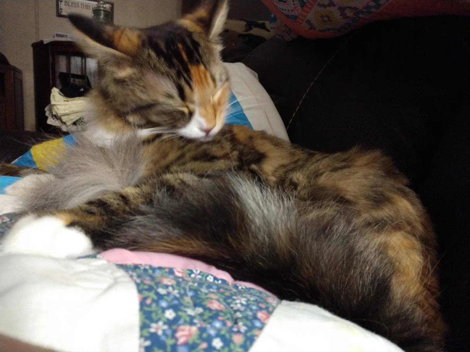 Lost cat in Collinsville, TX, 76233
