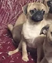 Lost dog in Laredo, TX, 78046