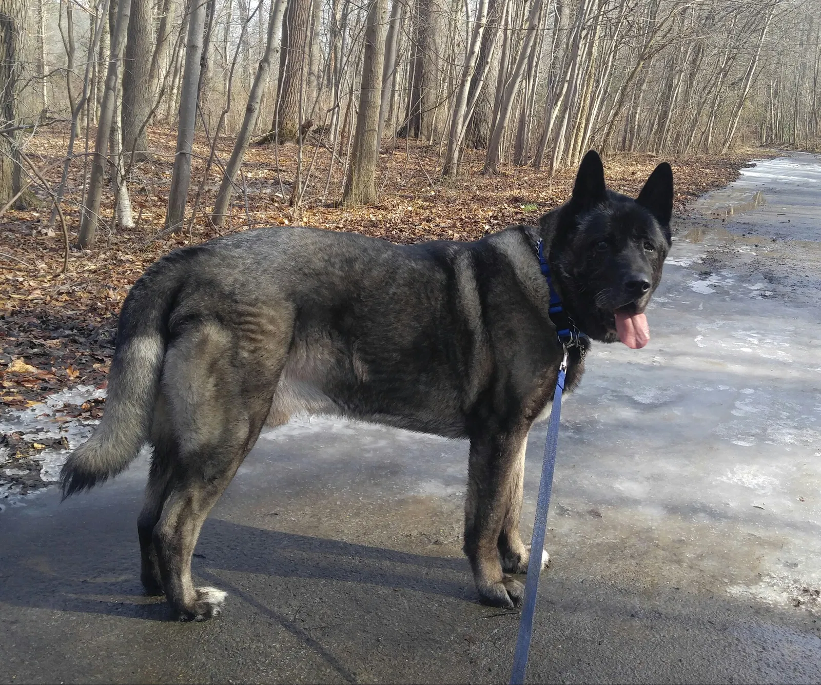 Lost dog in New Castle, DE, 19720