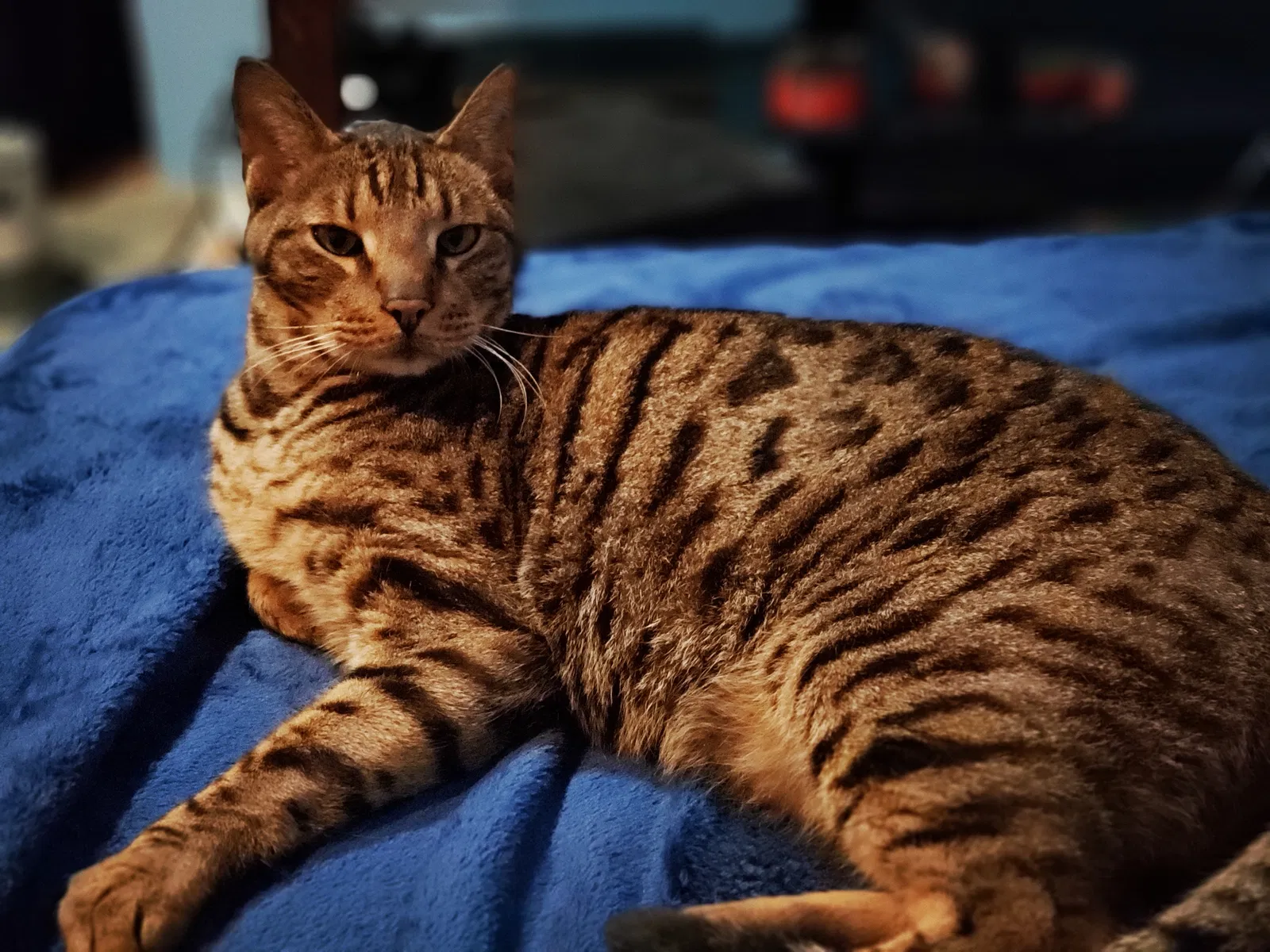 Lost cat in Ruffs Dale, PA, 15679