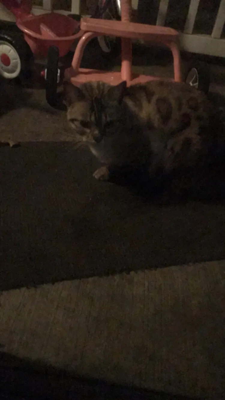 Lost cat in Imperial, MO, 63052