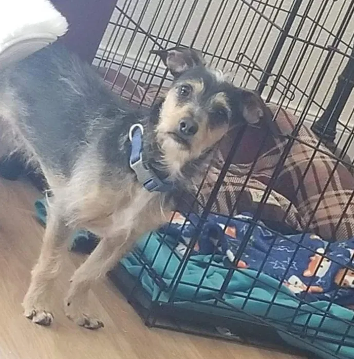 Lost dog in El Paso, TX, 79912