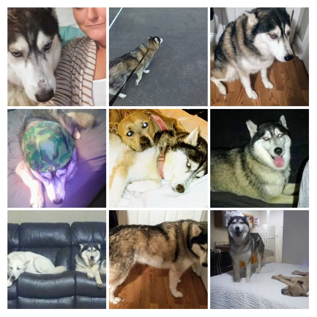 Lost dog in Daphne, AL, 36526