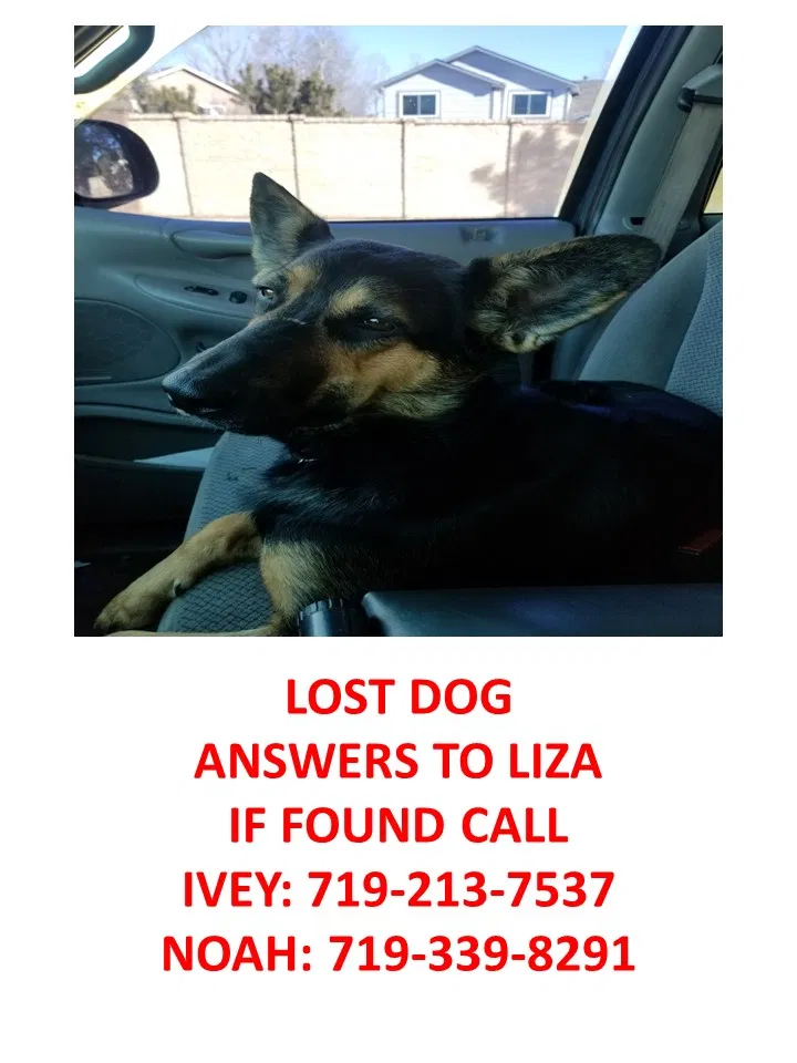 Lost dog in Colorado Springs, CO, 80907