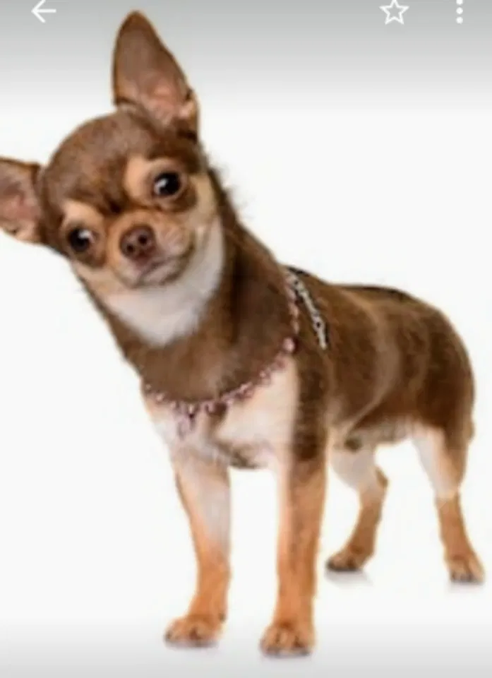 Lost dog in Yulee, FL, 32097