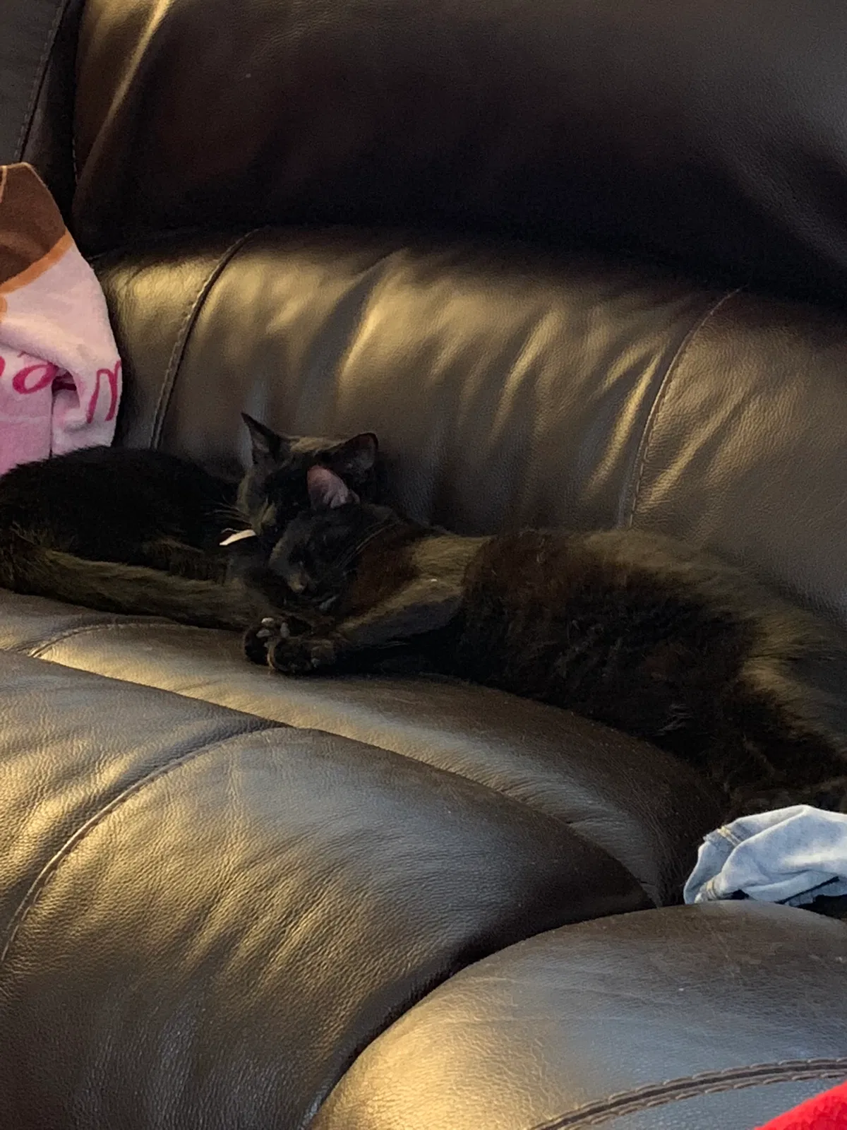Lost cat in Stockton, CA, 95209