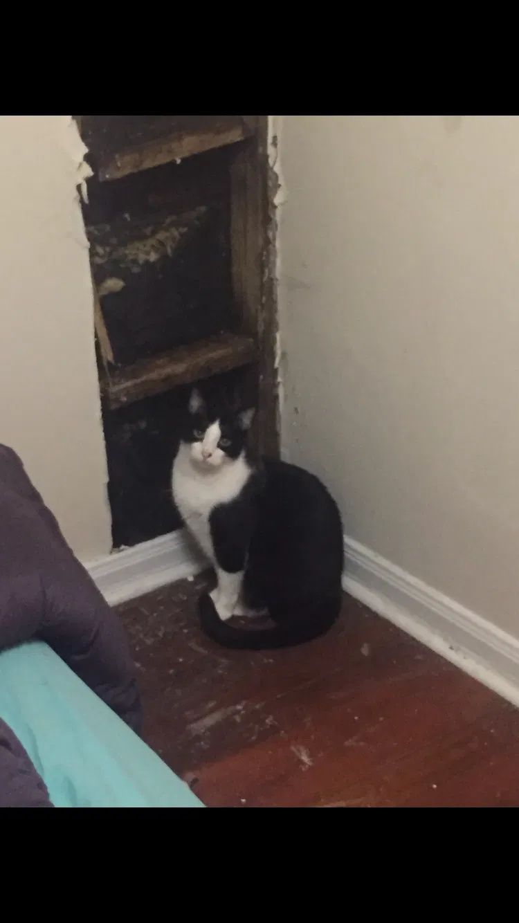 Lost cat in New Orleans, LA, 70116