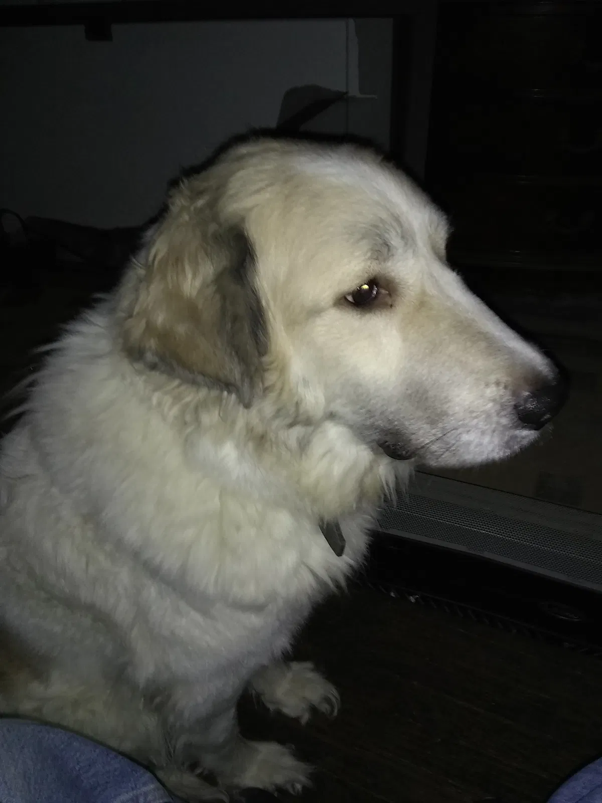 Lost dog in Saint Louis, MO, 63108