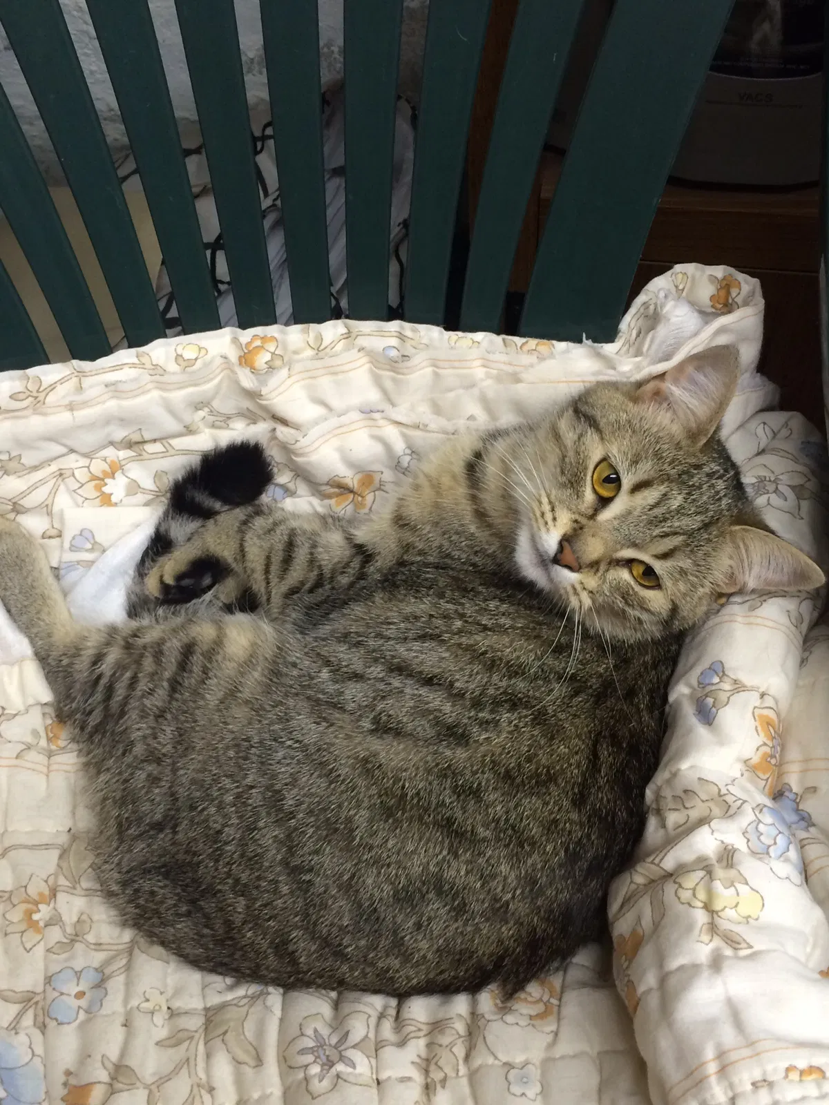 Lost cat in Pittsburgh, PA, 15205