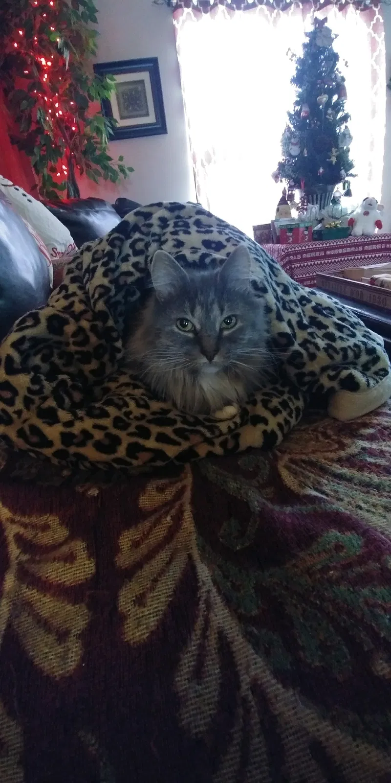 Lost cat in Burke, VA, 22015