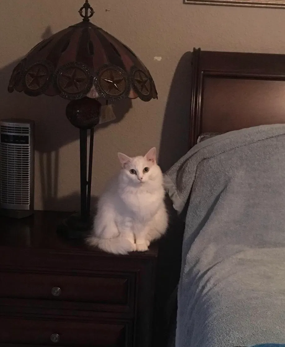 Lost cat in Houston, TX, 77041