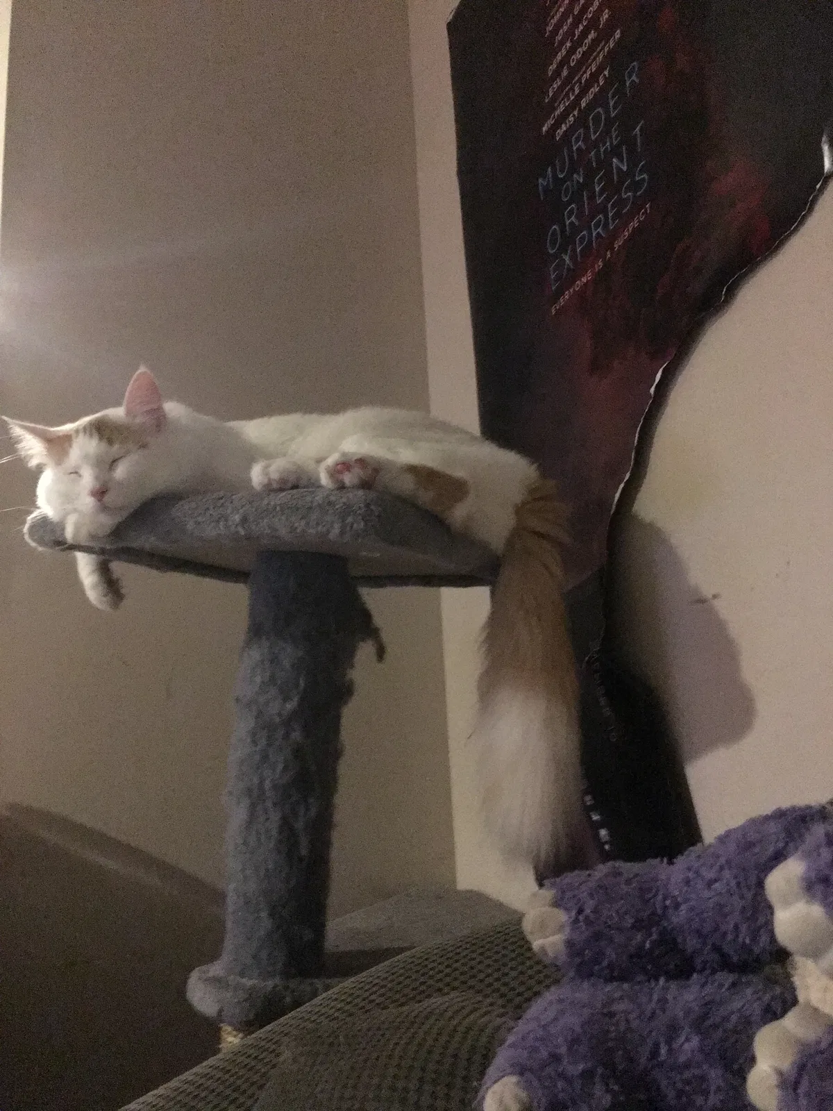 Lost cat in Columbus, OH, 43231