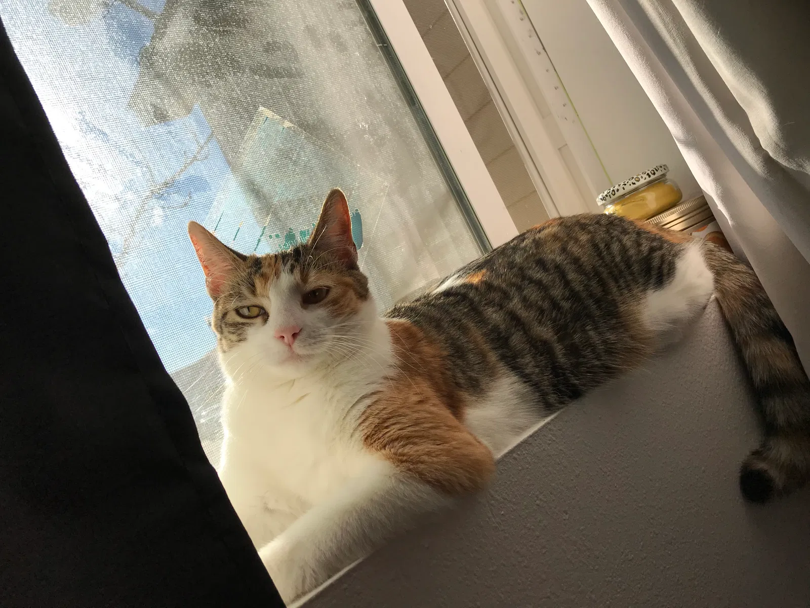 Lost cat in Yakima, WA, 98902