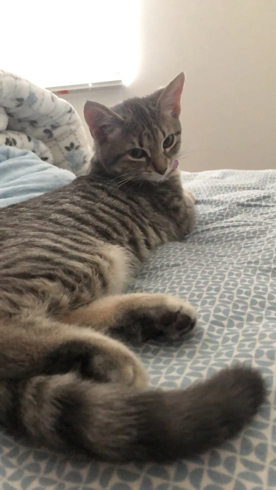 Lost cat in Waukesha, WI, 53188