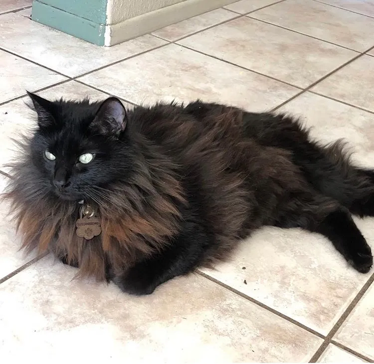 Lost cat in Corona, CA, 92883