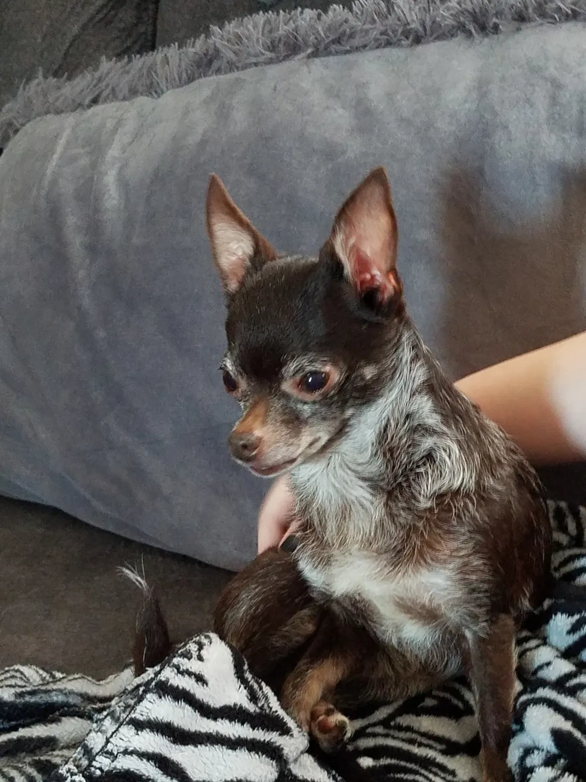 Lost dog in Wellford, SC, 29385