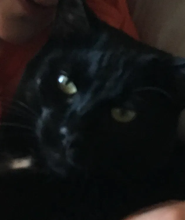 Lost cat in Finleyville, PA, 15332