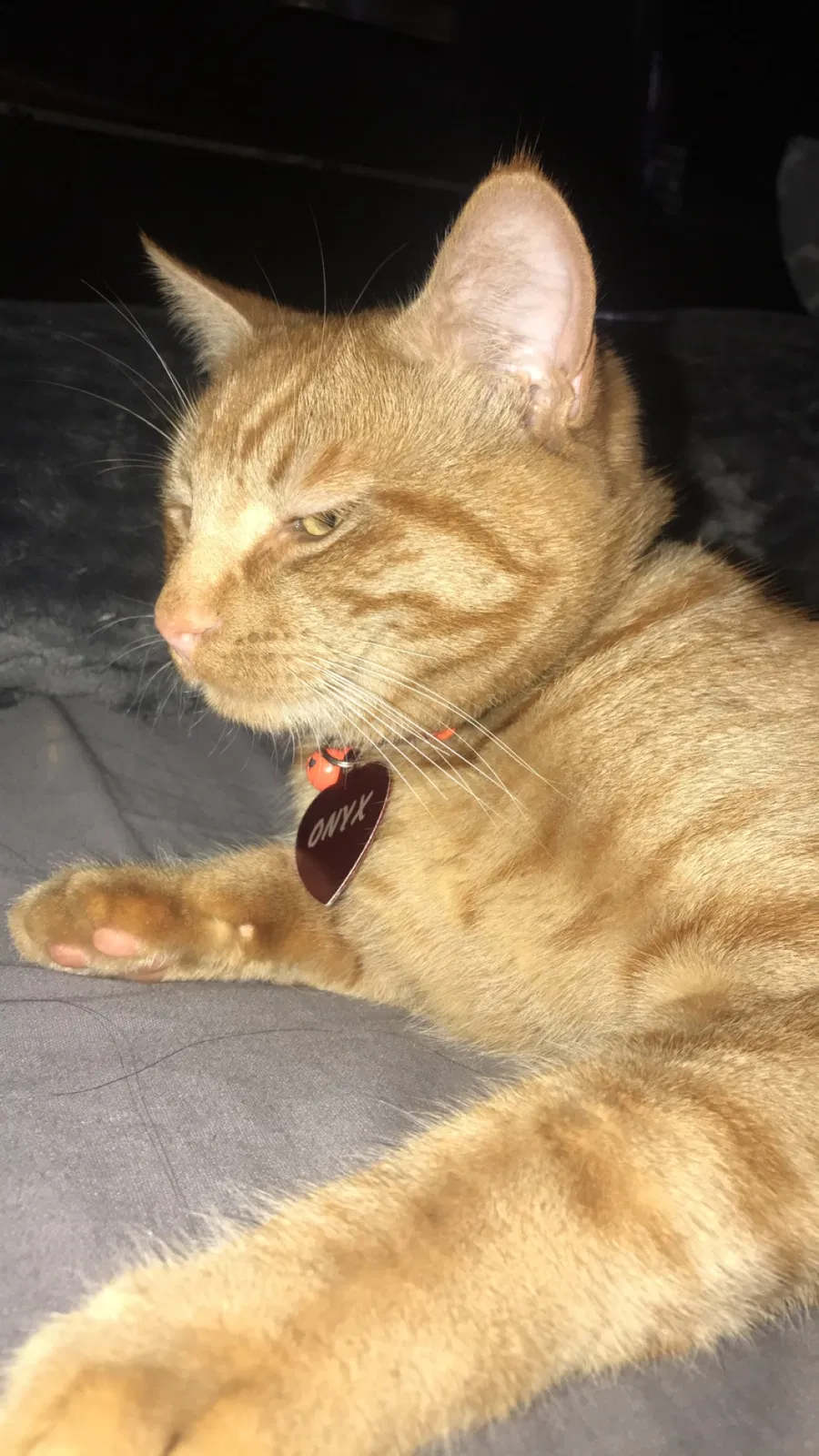 Lost cat in Peoria, AZ, 85381