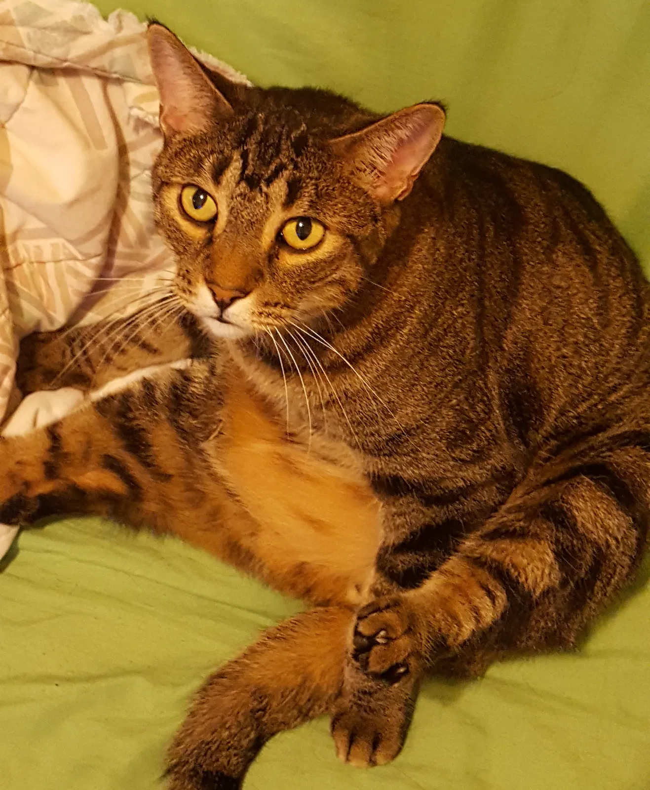 Lost cat in Mesa, AZ, 85203