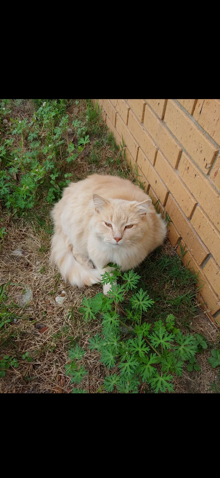 Lost cat in Bristol, TN, 37620