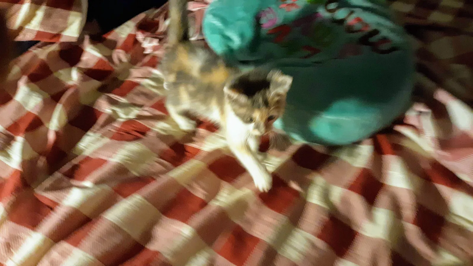 Lost cat in Columbus, OH, 43204
