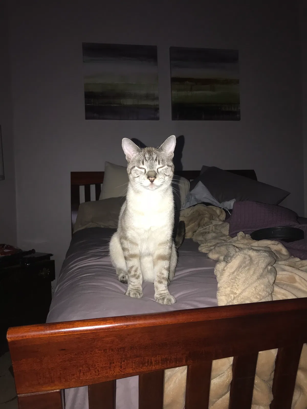 Lost cat in Plano, TX, 75094