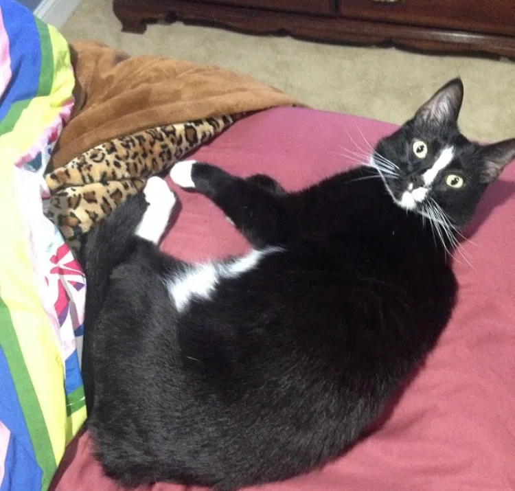 Lost cat in Walkersville, MD, 21793