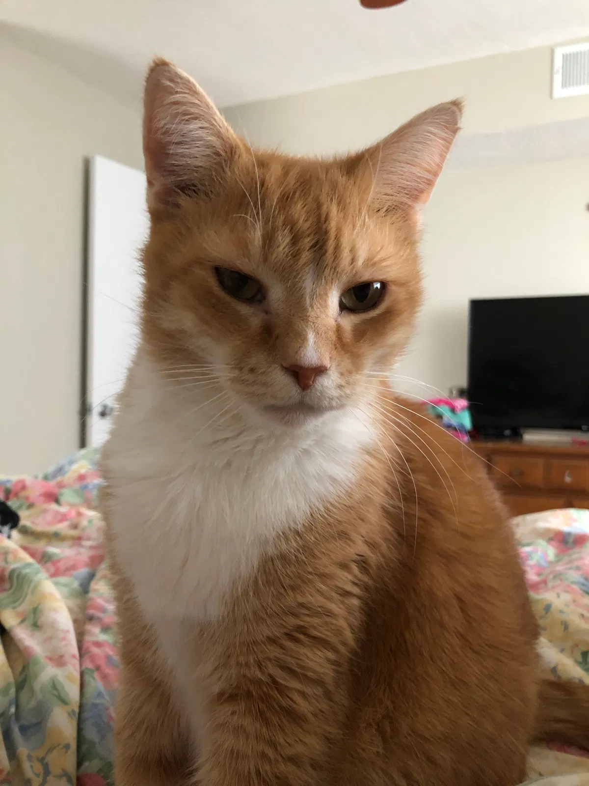 Lost cat in Mason, MI, 48854