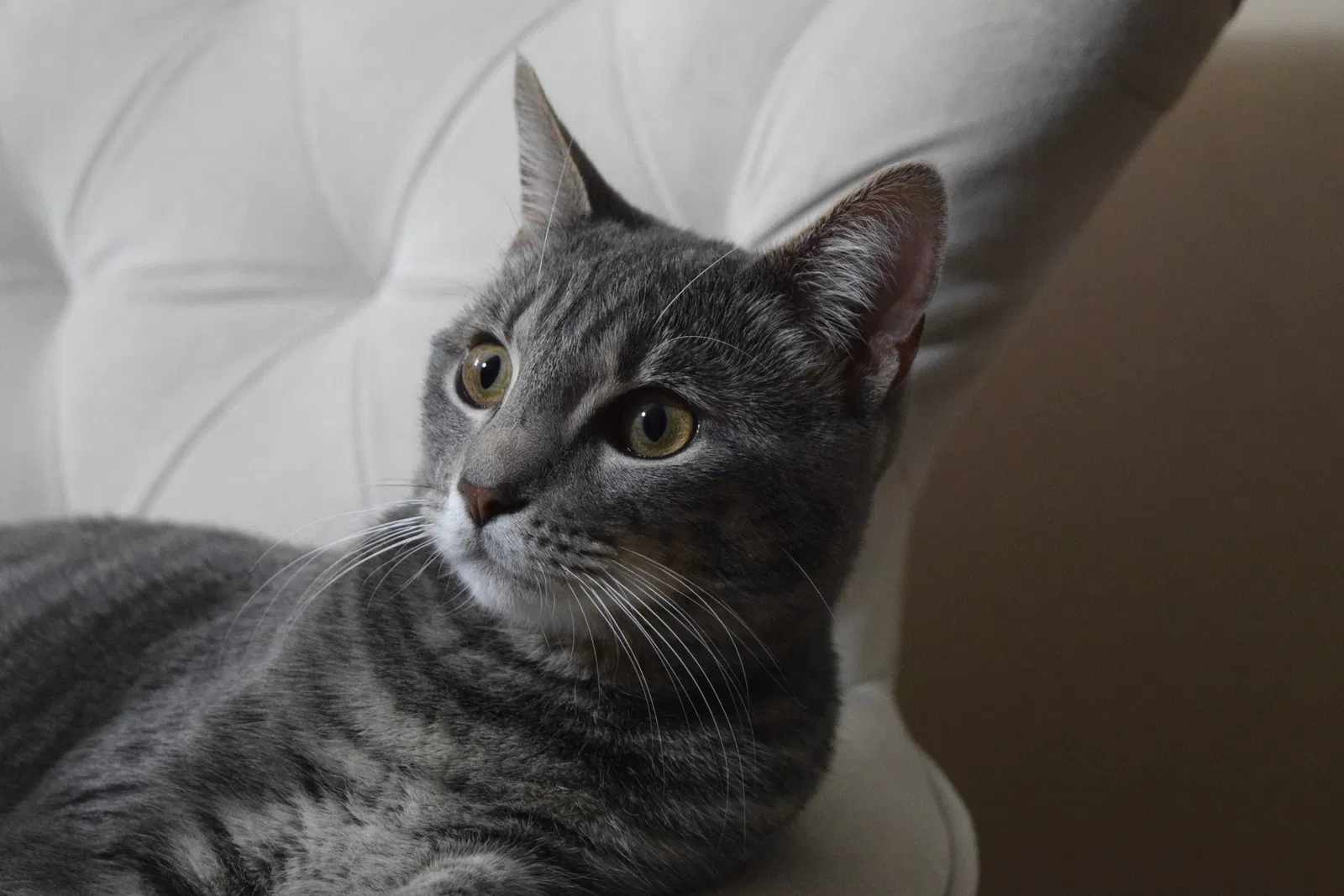 Lost cat in San Bernardino, CA, 92407