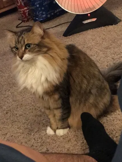 Lost cat in Maple Valley, WA, 98038