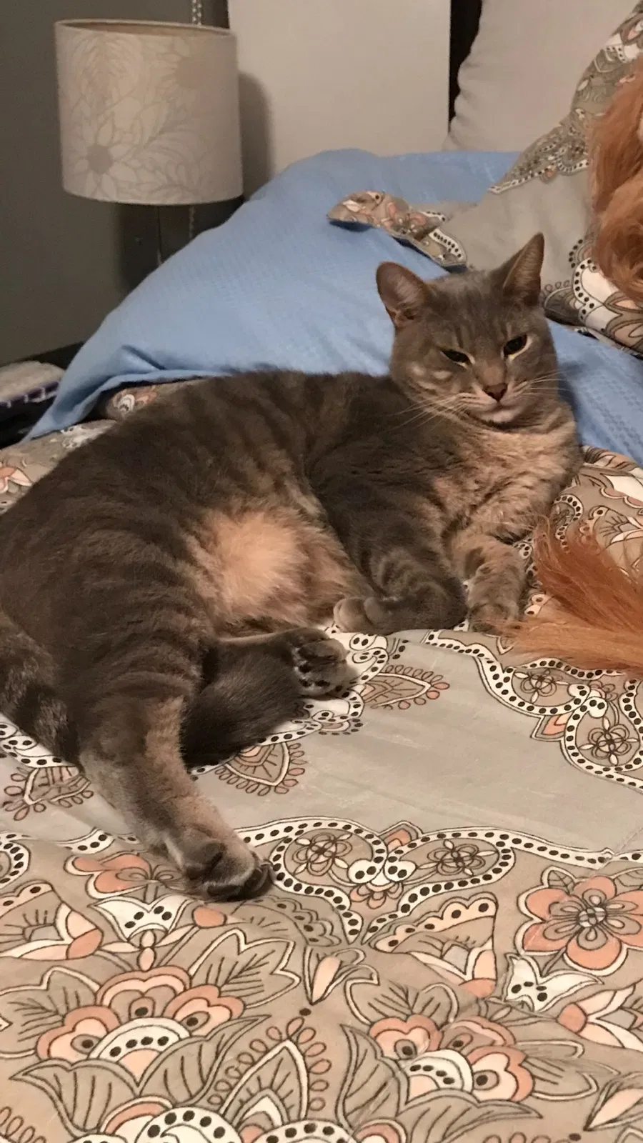 Lost cat in Fort Lauderdale, FL, 33314