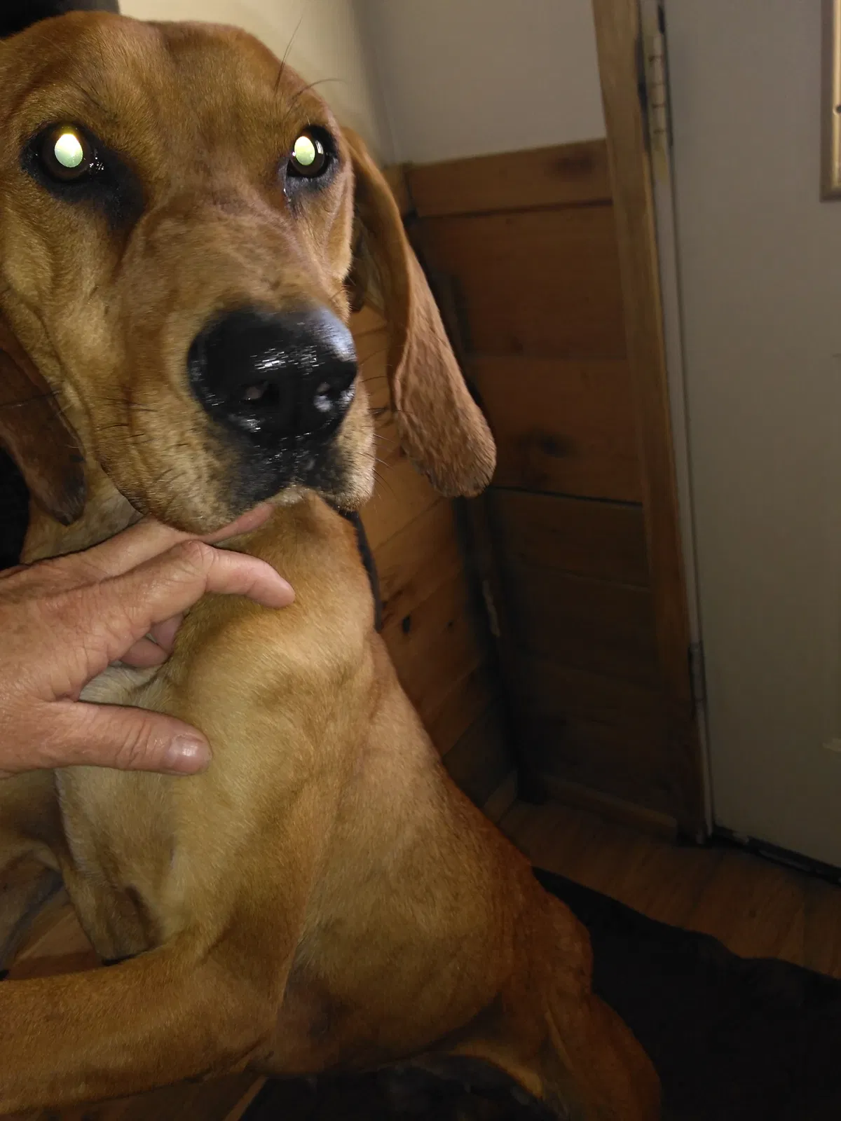 Found dog in Clarkrange, TN, 38553