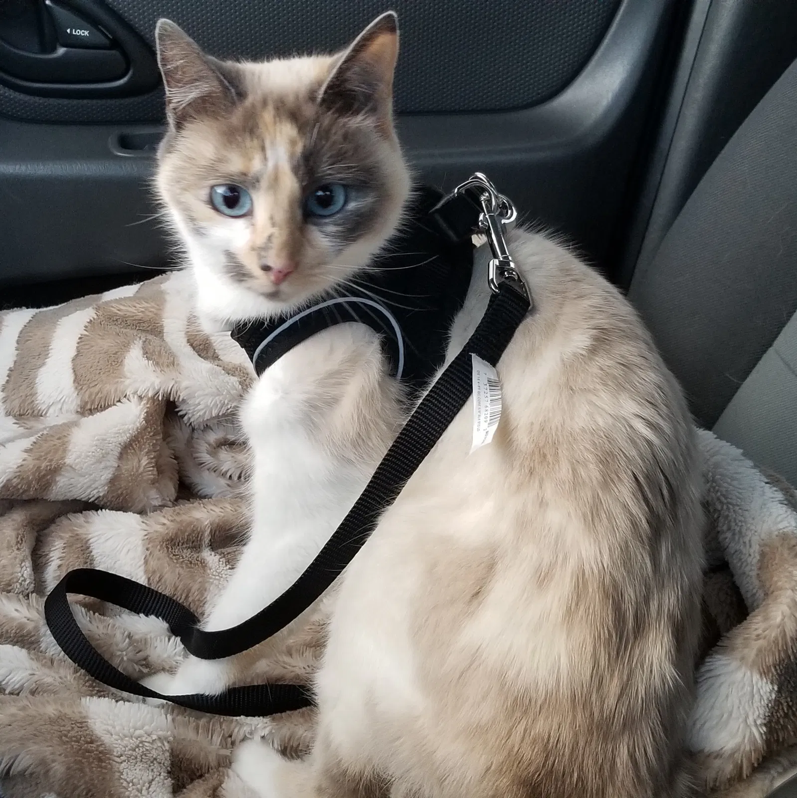 Lost cat in Hillsboro, OR, 97124