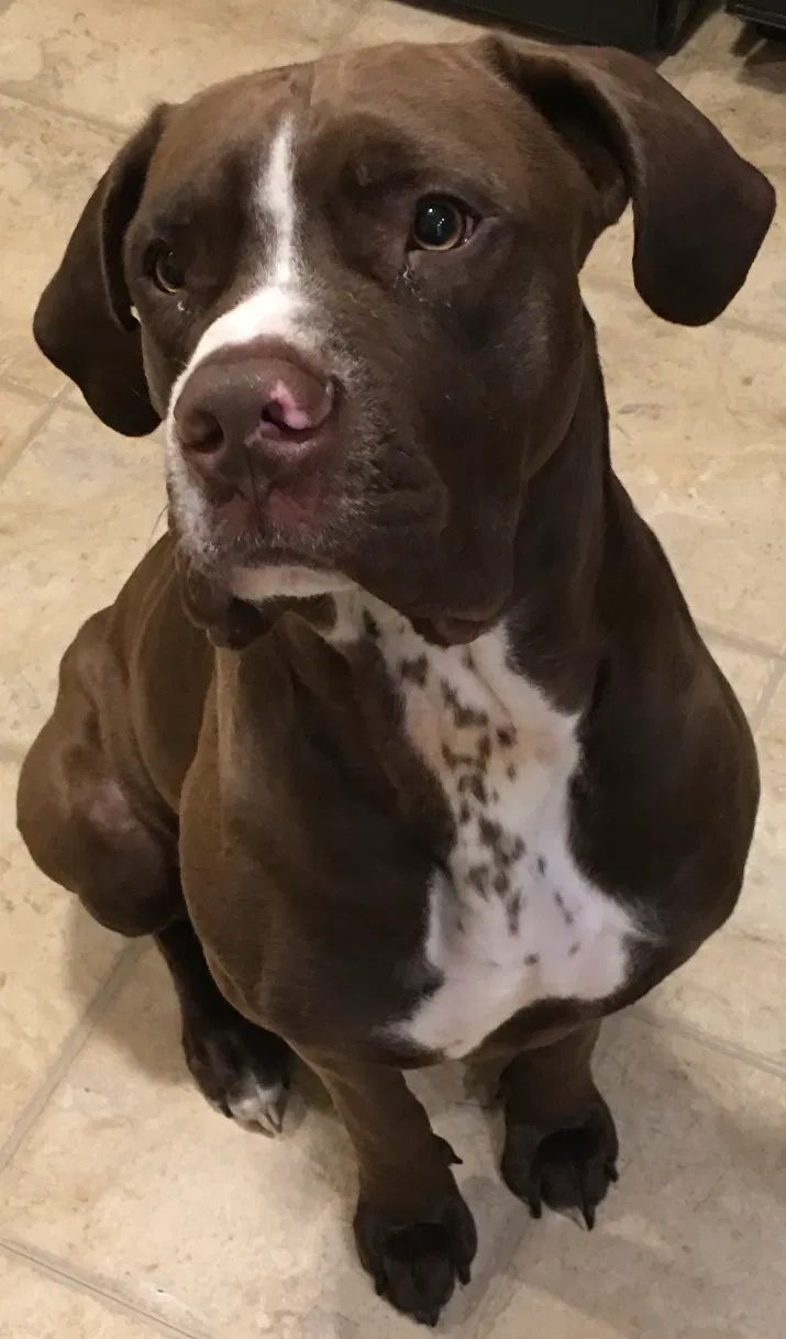Lost dog in Lansing, MI, 48910