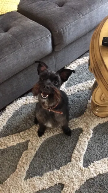 Lost dog in Santa Rosa Beach, FL, 32459