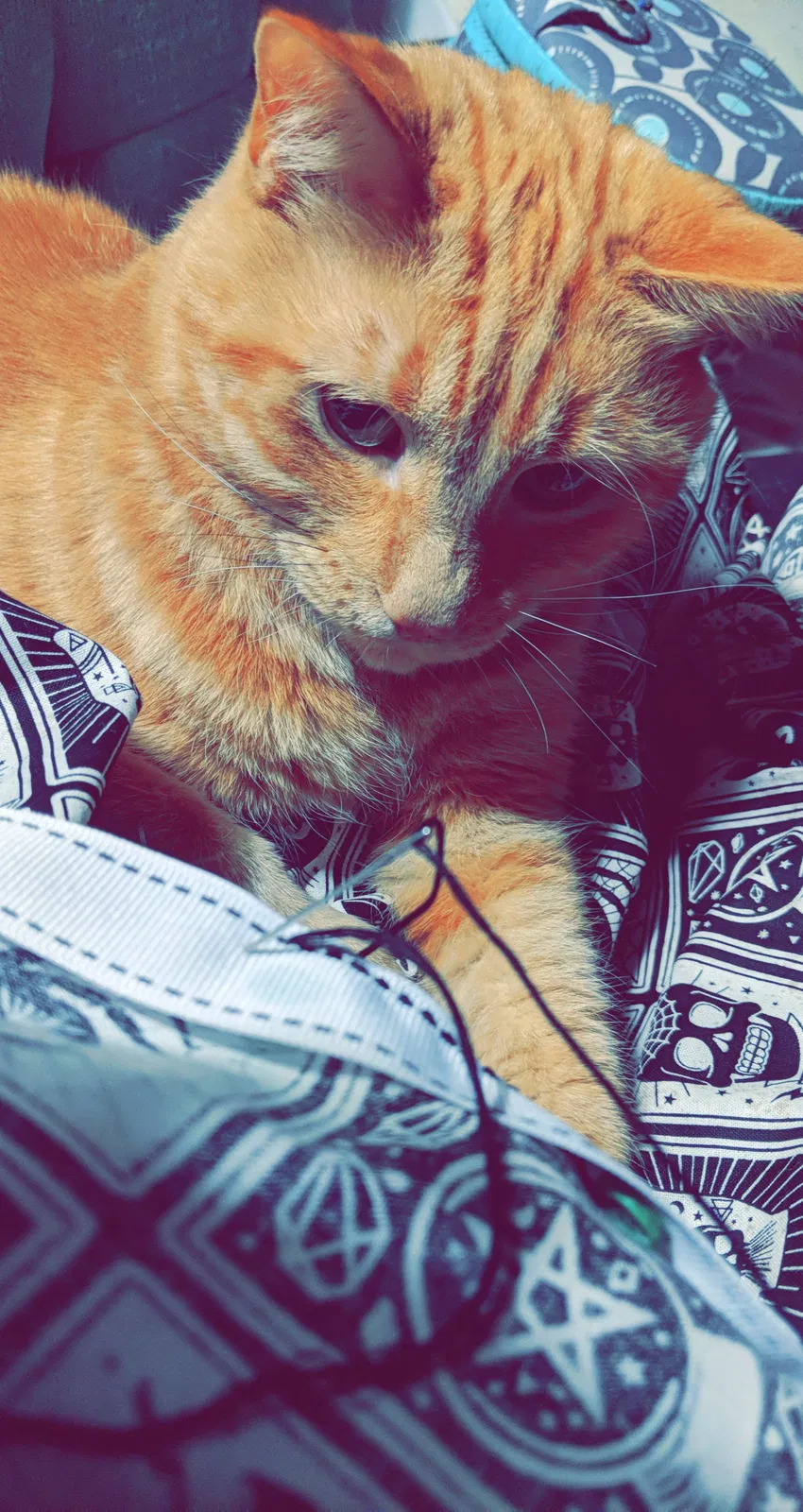 Lost cat in Kalamazoo, MI, 49048