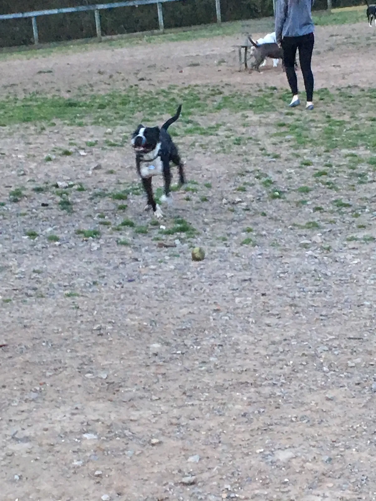Lost dog in Nashville, TN, 37207