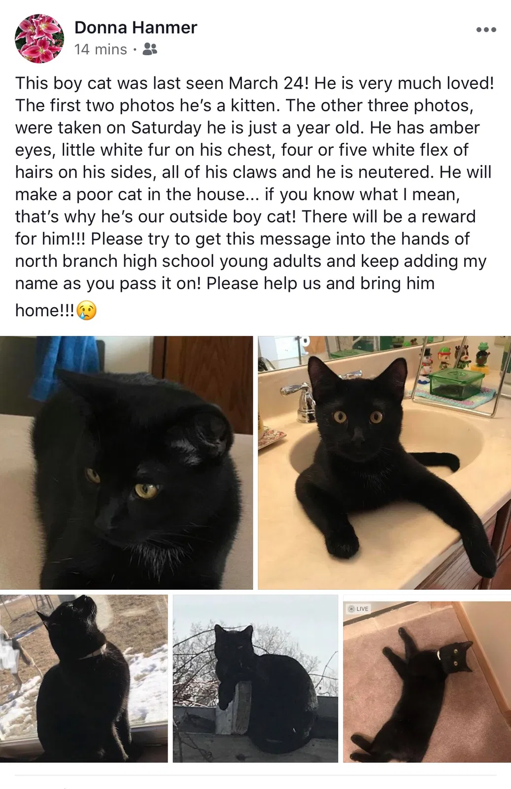 Lost cat in Stacy, MN, 55079