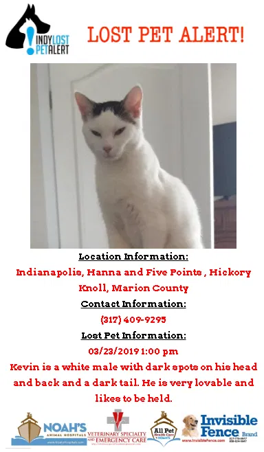 Lost cat in Indianapolis, IN, 46203