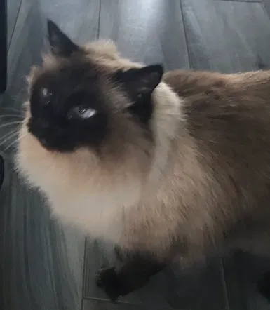 Lost cat in Gulf Breeze, FL, 32561