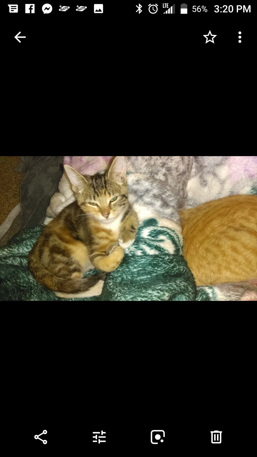 Lost cat in Sacramento, CA, 95824