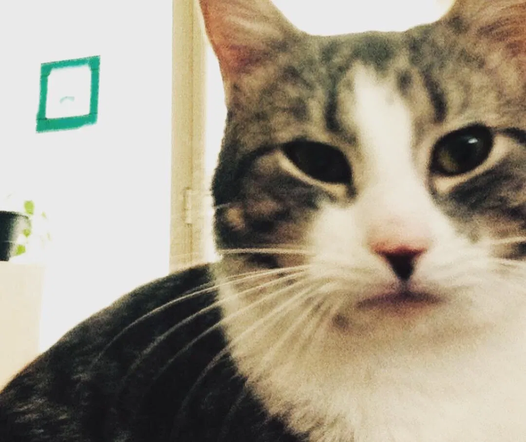 Lost cat in Rock Hill, SC, 29732