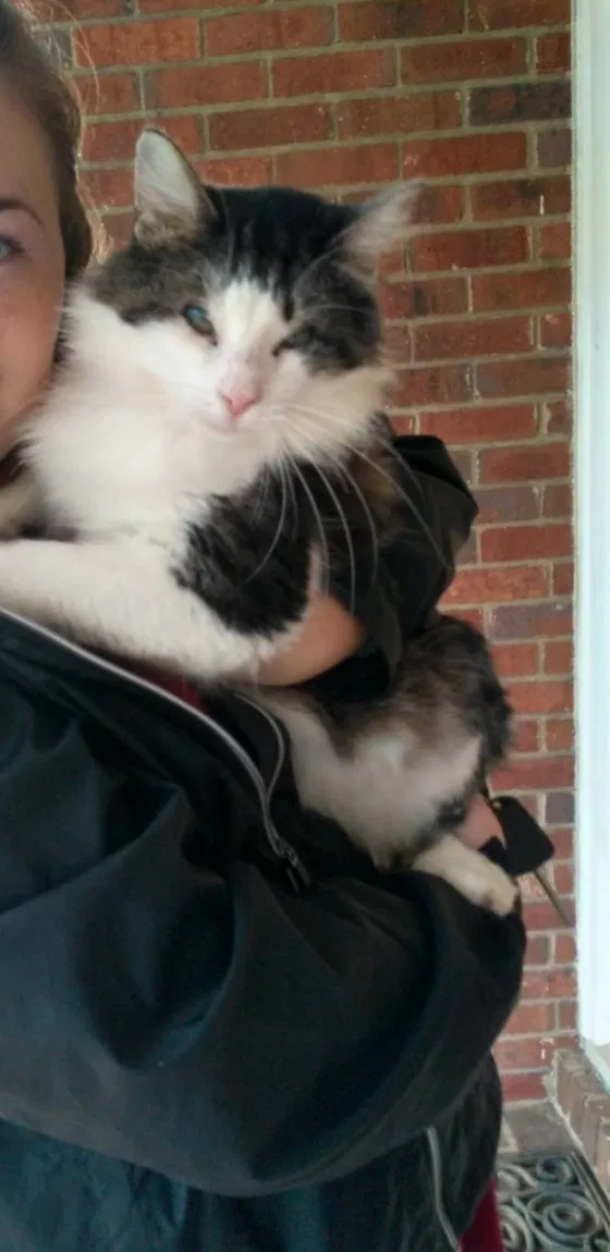 Lost cat in Lexington, NC, 27295