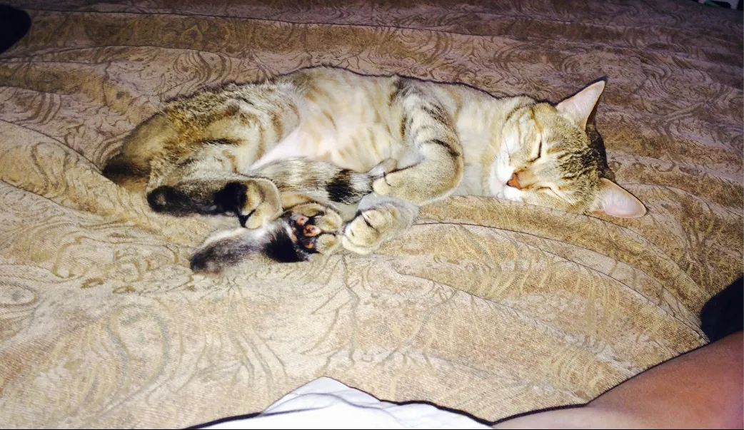 Lost cat in Fresno, CA, 93722