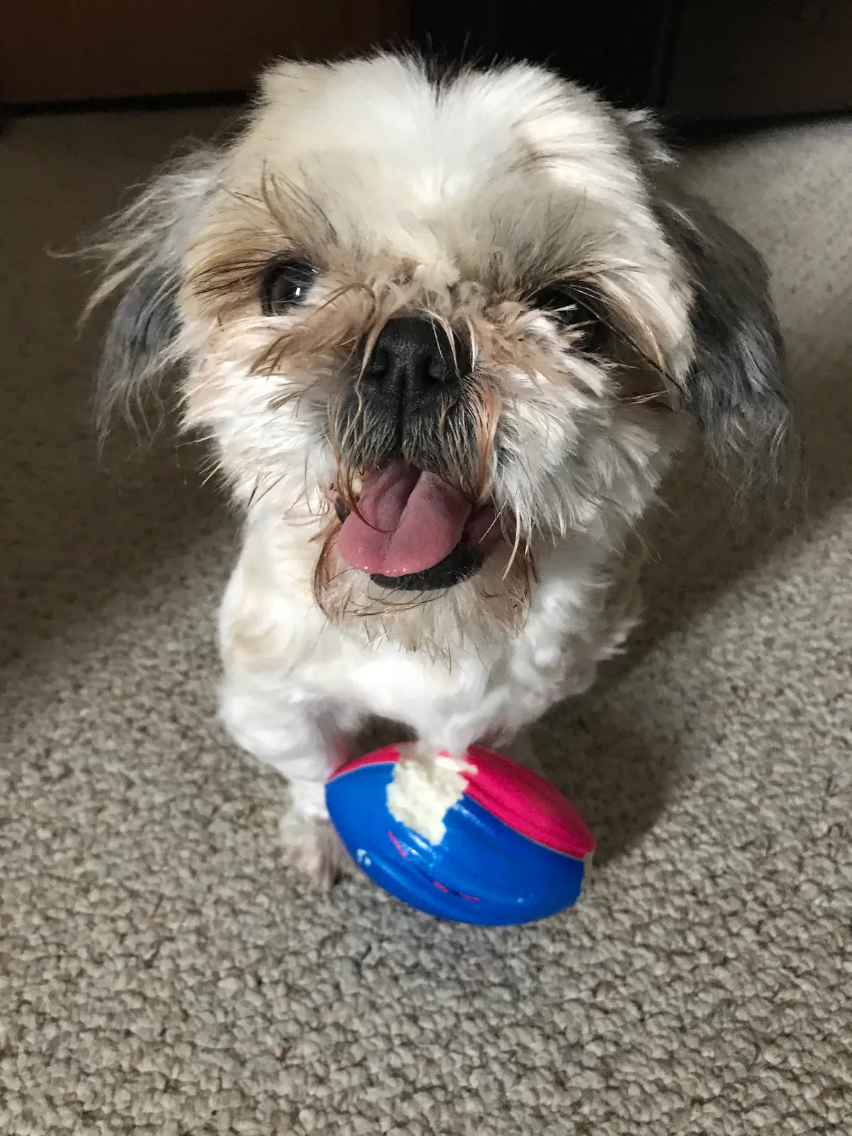 Lost dog in Fountain, CO, 80817