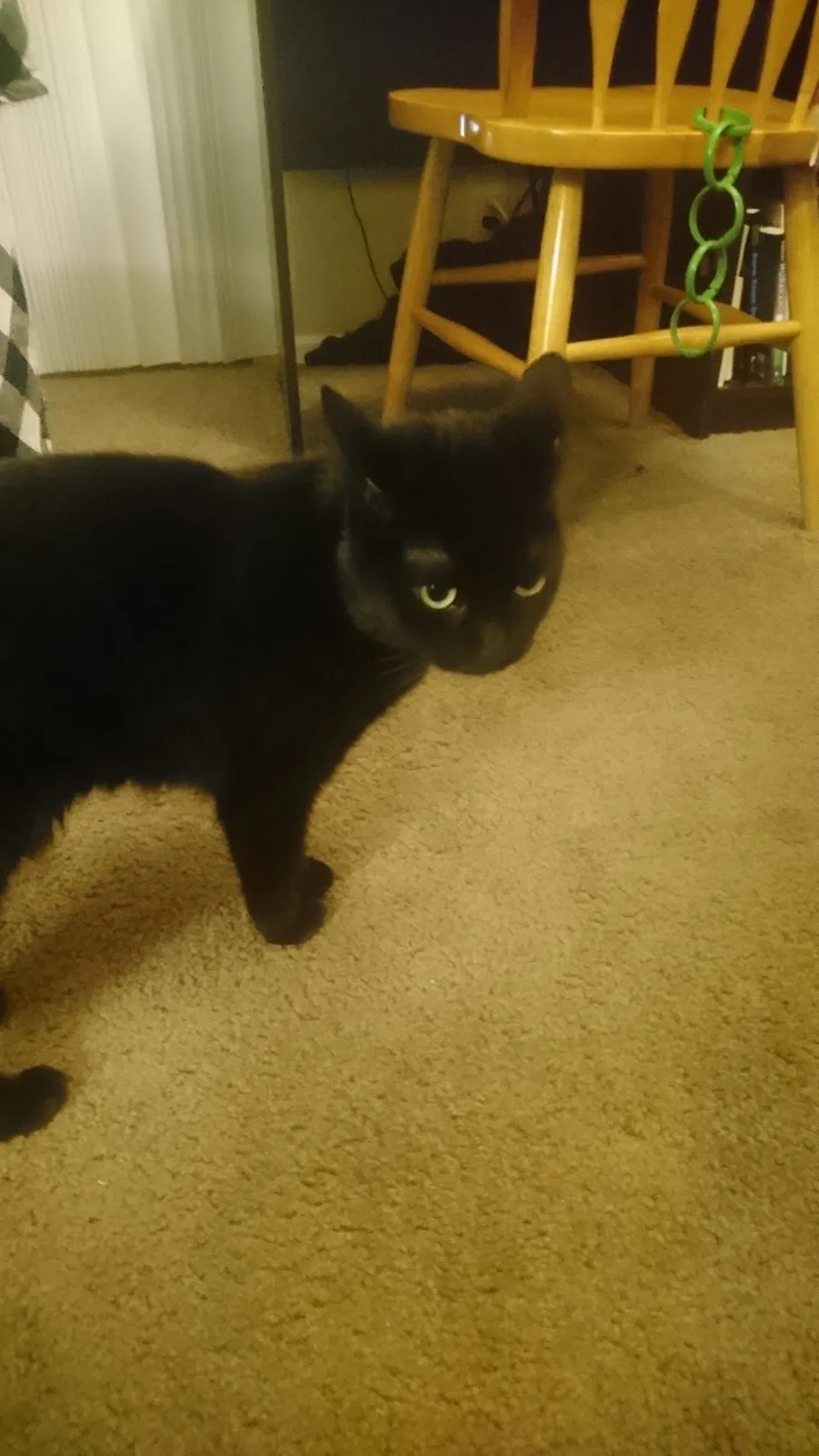 Lost cat in Alexandria, VA, 22311