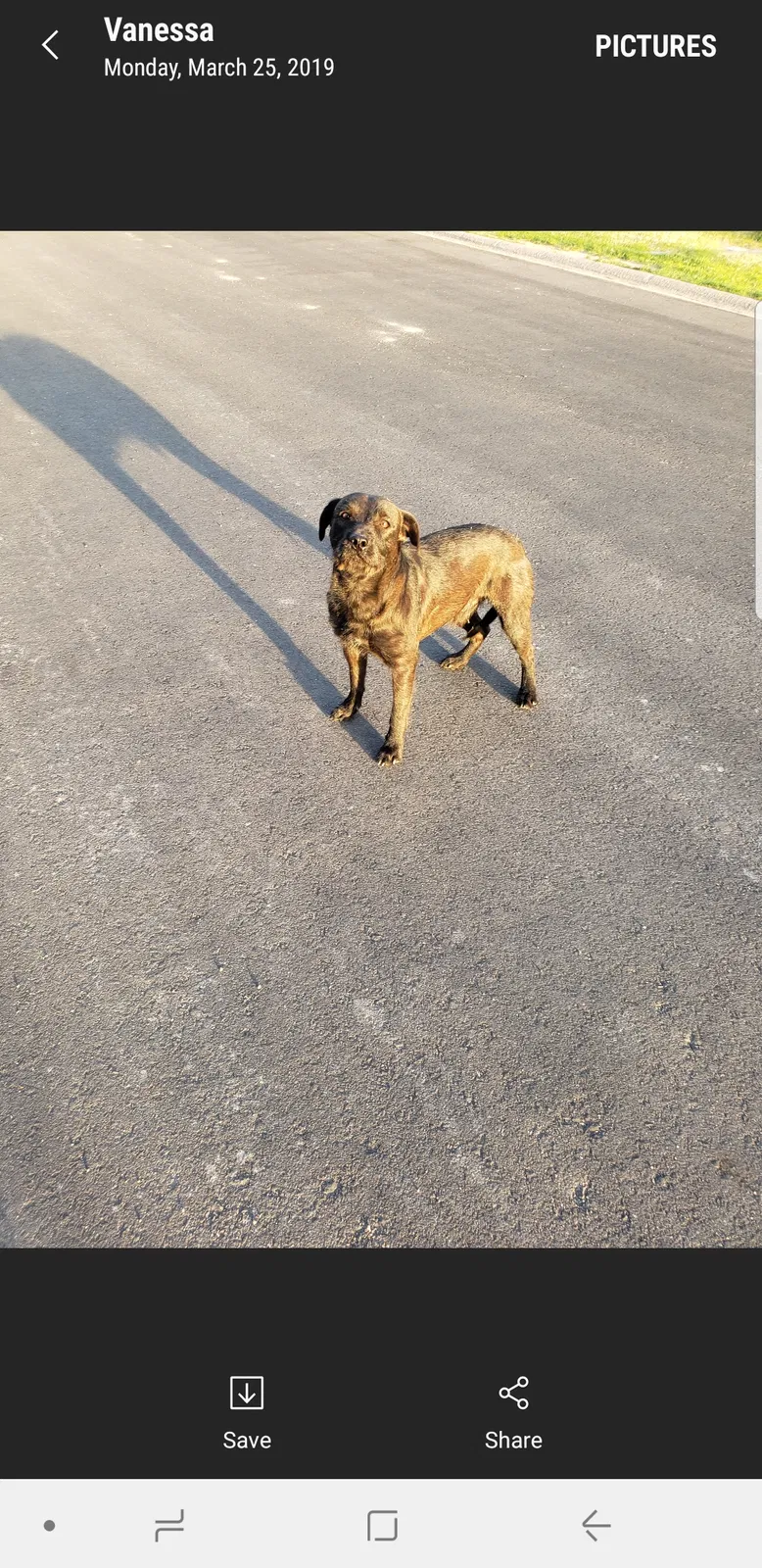 Found dog in Tucson, AZ, 85712