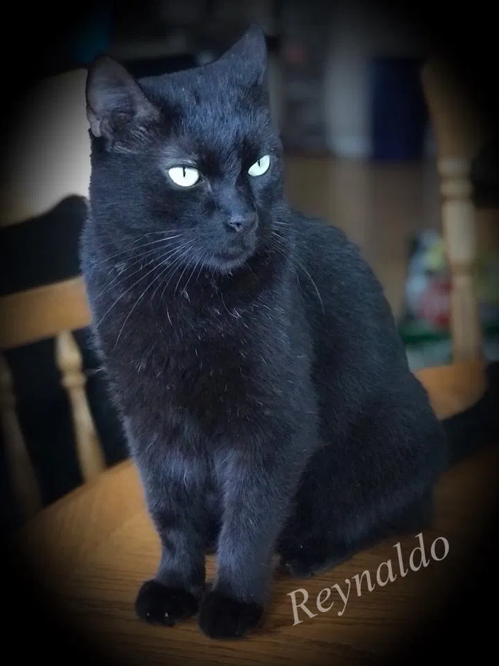 Lost cat in Victoria, TX, 77904